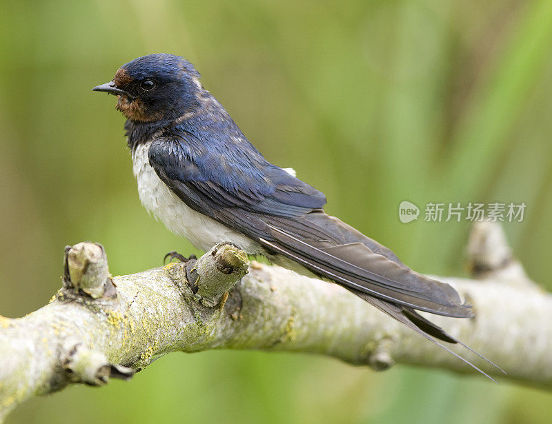 燕子(Hirundo rustica)